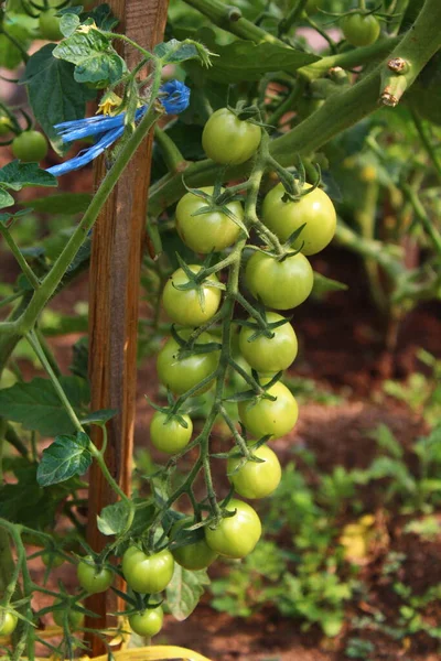 Tomates Verdes Ramo Cama Jardim Vegetal — Fotografia de Stock