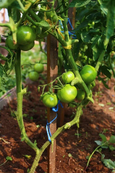 Tomates Verdes Ramo Cama Jardim Vegetal — Fotografia de Stock