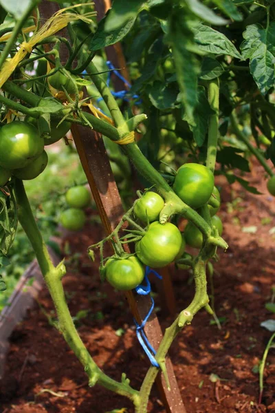 Tomates Verdes Ramo Cama Jardim Vegetal — Fotografia de Stock
