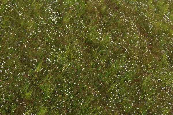 Campo Vista Alto Ângulo Prado Verão Com Flores Silvestres — Fotografia de Stock