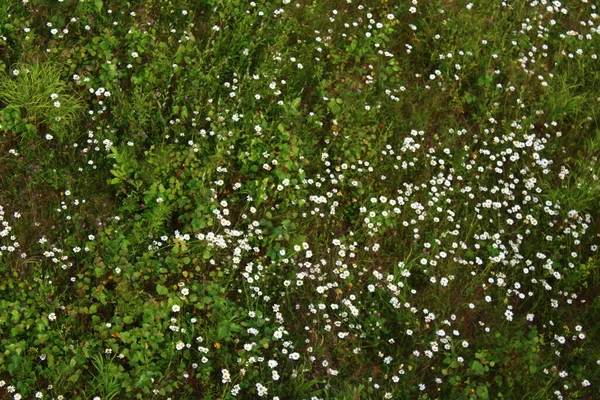 Yaz Otlağı Kır Çiçekleriyle Yüksek Açı Manzaralı Tarla — Stok fotoğraf