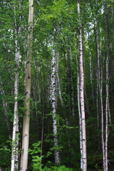 Berkenbomen Bos Zomer Uitzicht Witte Stam Schors — Stockfoto