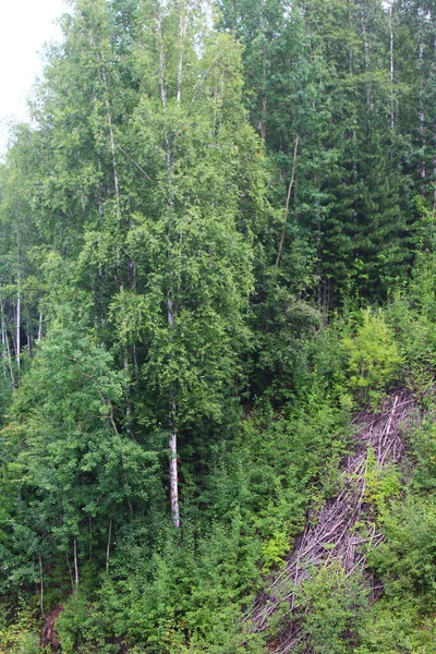 Berkenbomen Bos Zomer Uitzicht Witte Stam Schors — Stockfoto