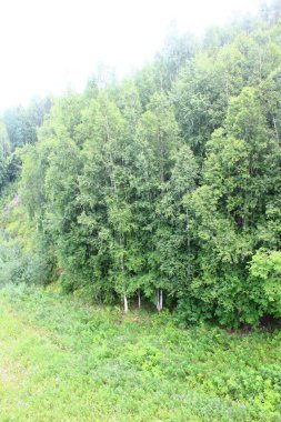 Yazın ağaçlık huş ağaçlarının, ladin ağaçlarının panoramik manzarası.