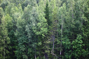 Yazın ağaçlık huş ağaçlarının, ladin ağaçlarının panoramik manzarası.