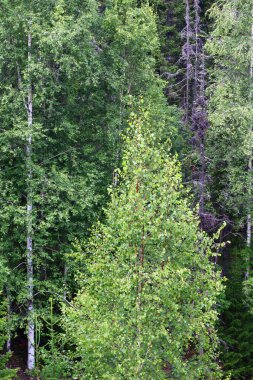 Yazın ağaçlık huş ağaçlarının, ladin ağaçlarının panoramik manzarası.