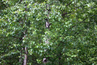 Huş ağaçları orman yaz manzaralı beyaz gövde kabuğu