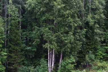 Huş ağaçları orman yaz manzaralı beyaz gövde kabuğu
