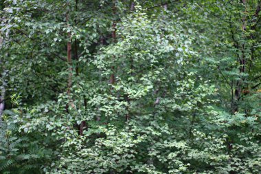 Huş ağaçları orman yaz manzaralı beyaz gövde kabuğu