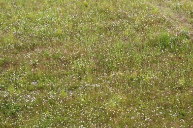 Yaz otlağı, kır çiçekleriyle yüksek açı manzaralı tarla