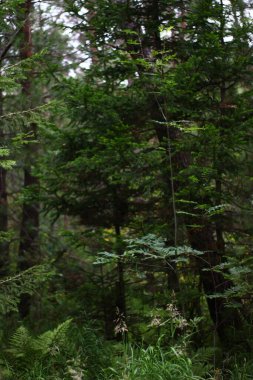 Yazın ağaçlık huş ağaçlarının, ladin ağaçlarının panoramik manzarası.