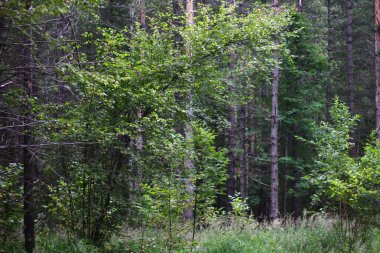 Yazın ağaçlık huş ağaçlarının, ladin ağaçlarının panoramik manzarası.