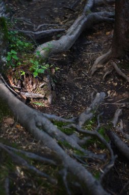 Dağdaki ormanda ağaç kökleri 