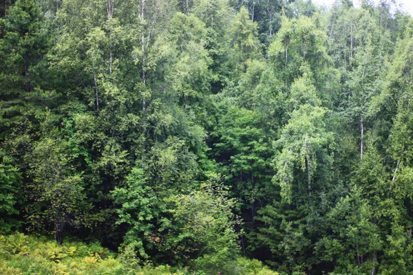 夏の混合森林白樺 トウヒ 杉の木のパノラマビュー — ストック写真
