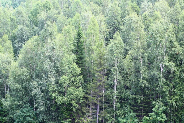 Panorámás Kilátás Vegyes Erdős Nyírfára Lucfenyőre Cédrusfákra Nyáron — Stock Fotó