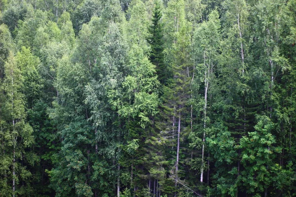 Panorámás Kilátás Vegyes Erdős Nyírfára Lucfenyőre Cédrusfákra Nyáron — Stock Fotó