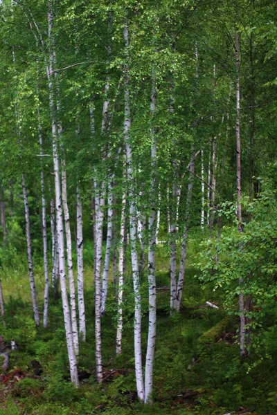 Bříza Stromy Les Letní Pohled Bílý Kmen Kůra — Stock fotografie