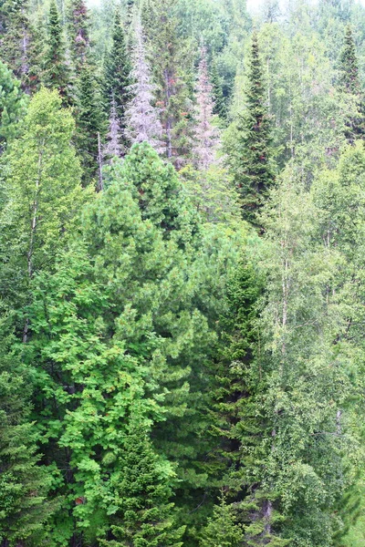 Panoramisch Uitzicht Gemengde Berken Sparren Cederbomen Zomer — Stockfoto