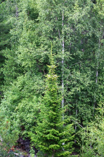 Panoramisch Uitzicht Gemengde Berken Sparren Cederbomen Zomer — Stockfoto