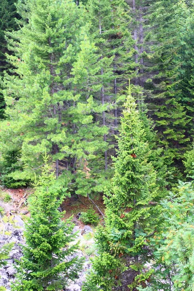 Panoramisch Uitzicht Gemengde Berken Sparren Cederbomen Zomer — Stockfoto