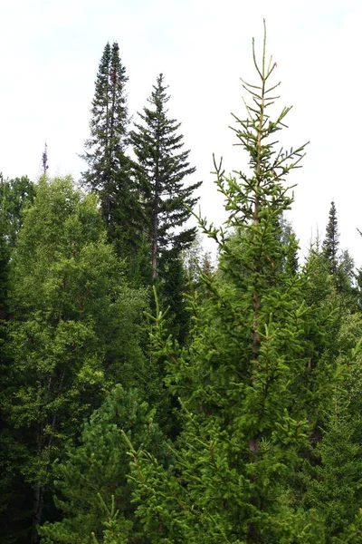 Panoramatický Pohled Smíšenou Lesní Břízu Smrk Cedrové Stromy Létě — Stock fotografie