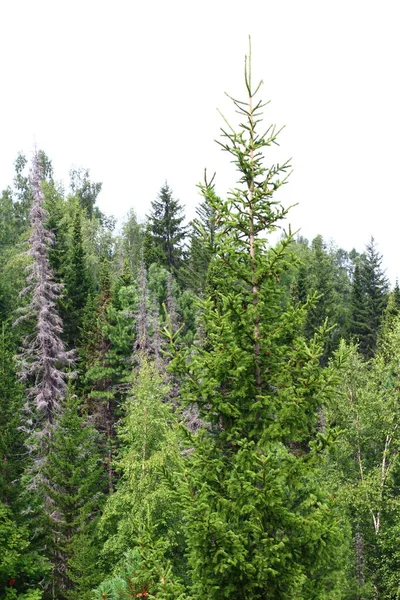 Panoramatický Pohled Smíšenou Lesní Břízu Smrk Cedrové Stromy Létě — Stock fotografie