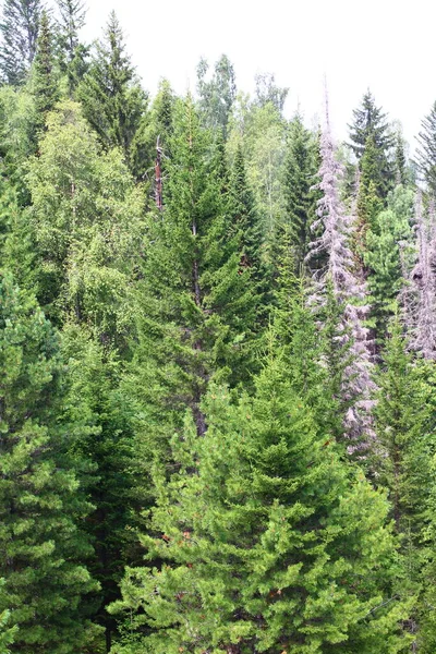 Panoramatický Pohled Smíšenou Lesní Břízu Smrk Cedrové Stromy Létě — Stock fotografie