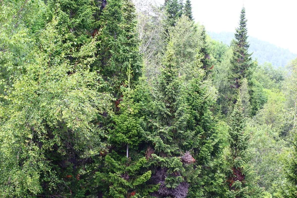 Vista Panorâmica Floresta Mista Bétula Abeto Cedro Verão — Fotografia de Stock