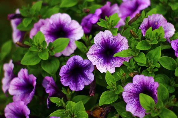 Purple Flowers Garden — Stock Photo, Image