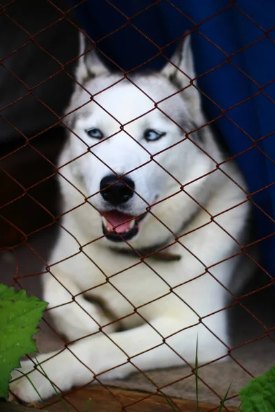 Husky Dog Ležící Kovovým Plotem Chovatelské Stanici — Stock fotografie