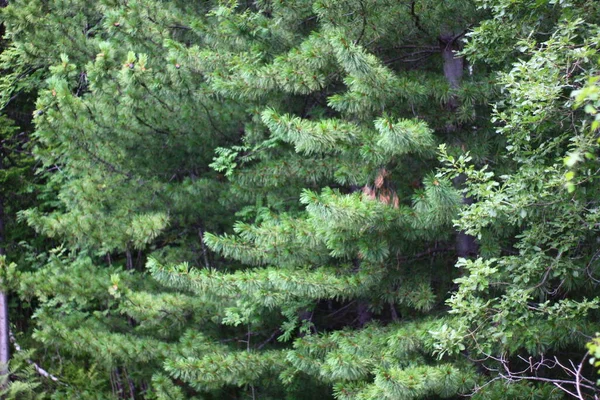 Cedar tree branches with fir needles evergreen forest