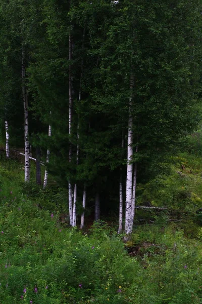 Berkenbomen Bos Zomer Uitzicht Witte Stam Schors — Stockfoto