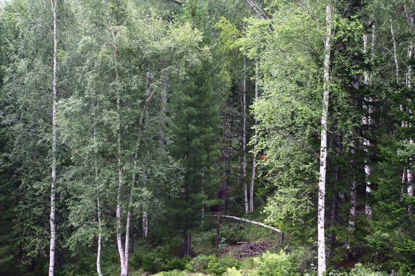 Bříza Stromy Les Letní Pohled Bílý Kmen Kůra — Stock fotografie