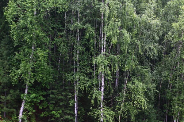 Huş Ağaçları Orman Yaz Manzaralı Beyaz Gövde Kabuğu — Stok fotoğraf