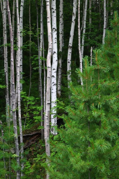 Berkenbomen Bos Zomer Uitzicht Witte Stam Schors — Stockfoto