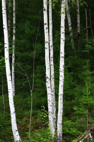Vidoeiros Floresta Verão Vista Tronco Branco Latido — Fotografia de Stock