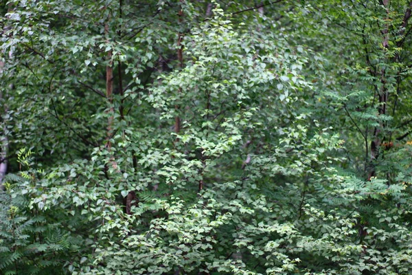 Berkenbomen Bos Zomer Uitzicht Witte Stam Schors — Stockfoto