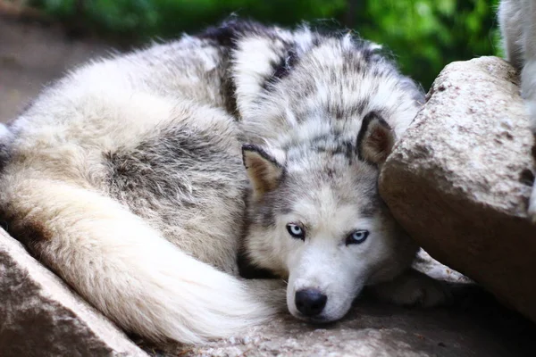 Chien Portrait Husky Sibérien Aux Yeux Bleus — Photo