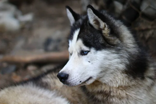Siberian Husky Cão Retrato Com Olhos Azuis — Fotografia de Stock