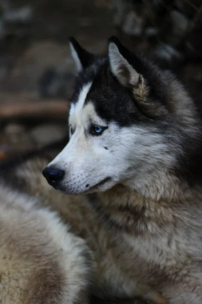 Sibirien Husky Porträtthund Med Blå Ögon — Stockfoto