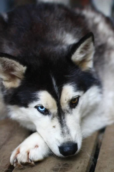 Siberische Husky Portret Hond Met Blauwe Ogen — Stockfoto