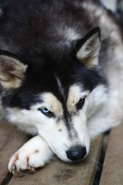 Siberiano Husky Retrato Perro Con Ojos Azules —  Fotos de Stock