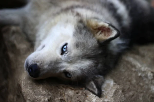 Syberyjski Pies Portretowy Husky Niebieskimi Oczami — Zdjęcie stockowe