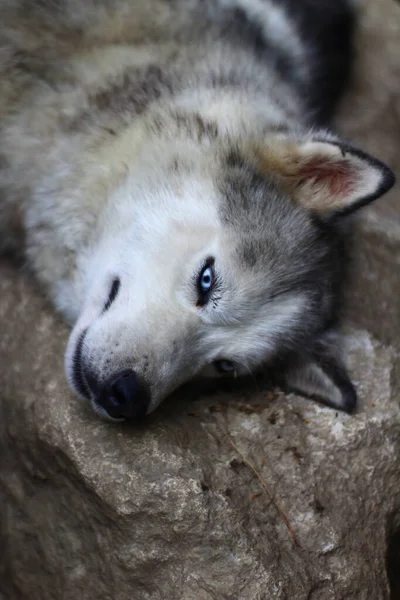 Siberiano Husky Retrato Perro Con Ojos Azules — Foto de Stock