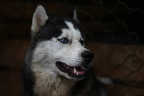 Siberiano Husky Retrato Perro Con Ojos Azules —  Fotos de Stock