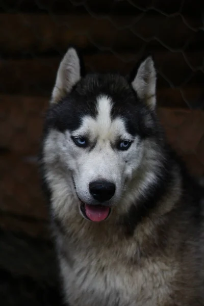 Siberian Husky Cão Retrato Com Olhos Azuis — Fotografia de Stock