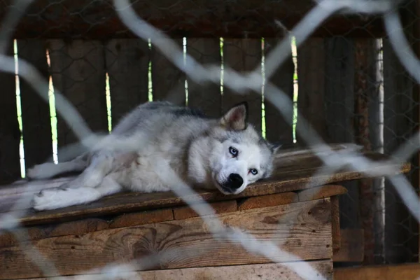 Husky Cane Sdraiato Dietro Recinzione Metallo Nel Canile — Foto Stock