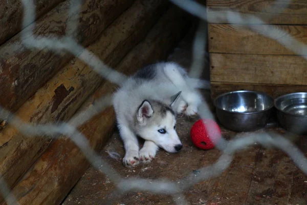 Cachorros Husky Cão Dormindo Canil — Fotografia de Stock