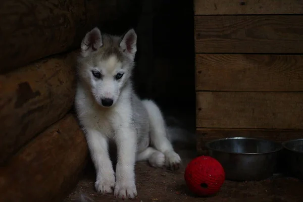 Husky Cachorro Somnoliento Perro Retrato —  Fotos de Stock