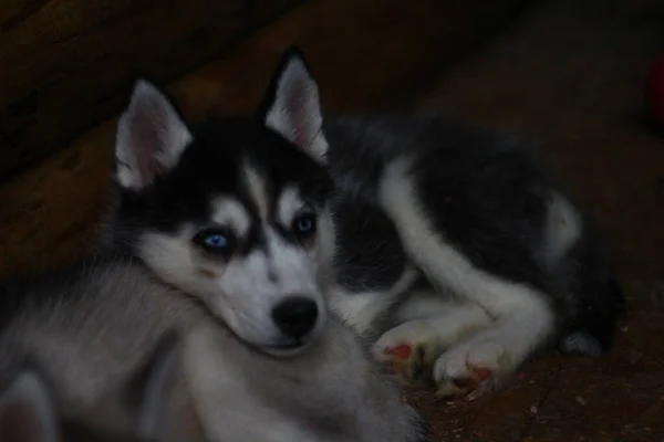 Husky Cucciolo Sonnolento Cane Ritratto — Foto Stock